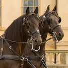 GalleryPhoto